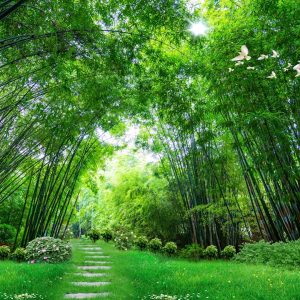 3D Photo Jungle Landscape Wallpaper