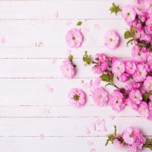 Pink Peony Flower Vine Blossom Wallpaper