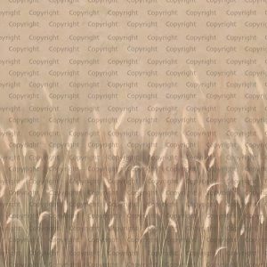 Serene Reed Grass Wallpaper Mural Soft Neutral Tones