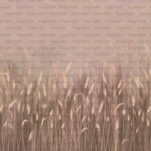 Serene Reed Grass Wallpaper Mural Soft Neutral Tones