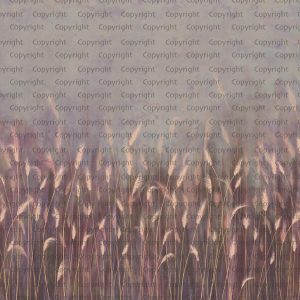 Serene Reed Grass Wallpaper Mural Soft Neutral Tones