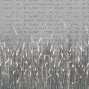 Serene Reed Grass Wallpaper Mural Soft Neutral Tones