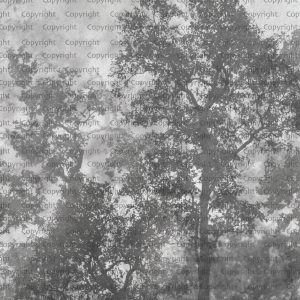 Ethereal Forest Mist Wallpaper Mural
