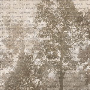 Ethereal Forest Mist Wallpaper Mural